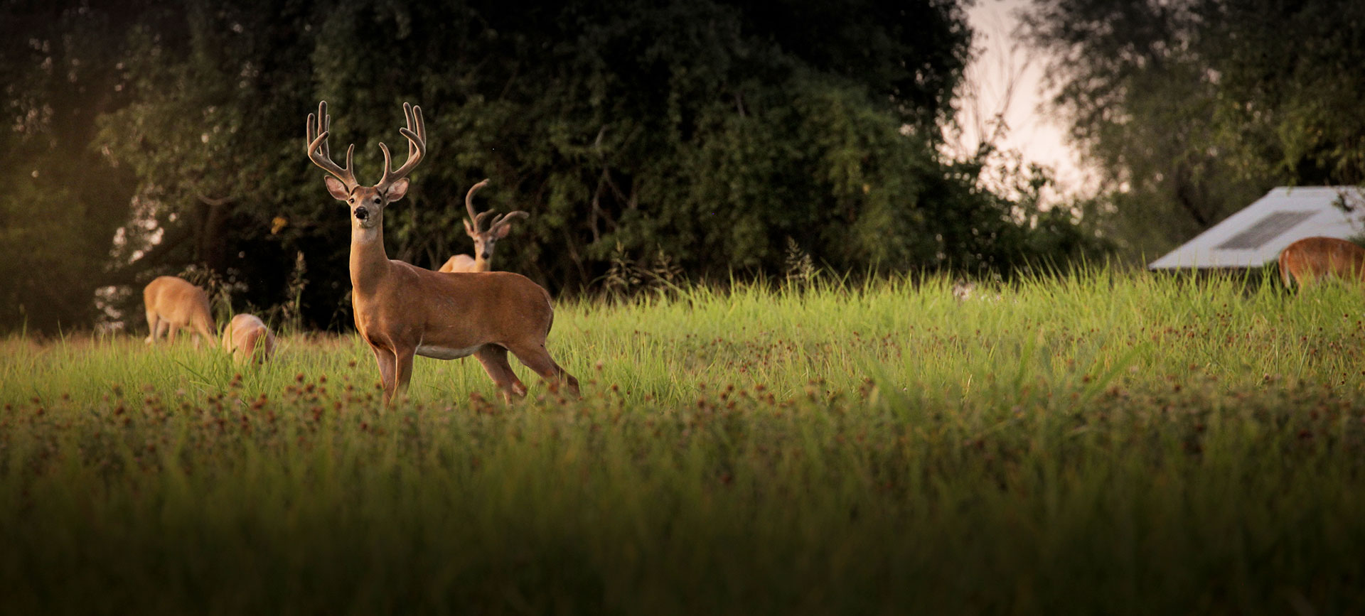 Home Midwest Land Group