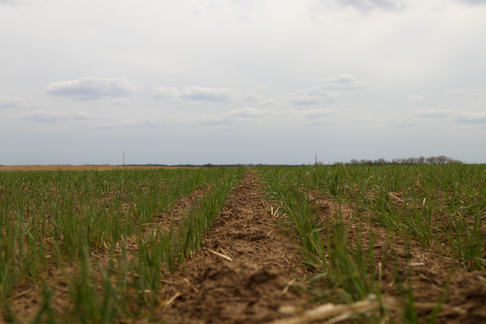 Jewell 60 Midwest Land Group