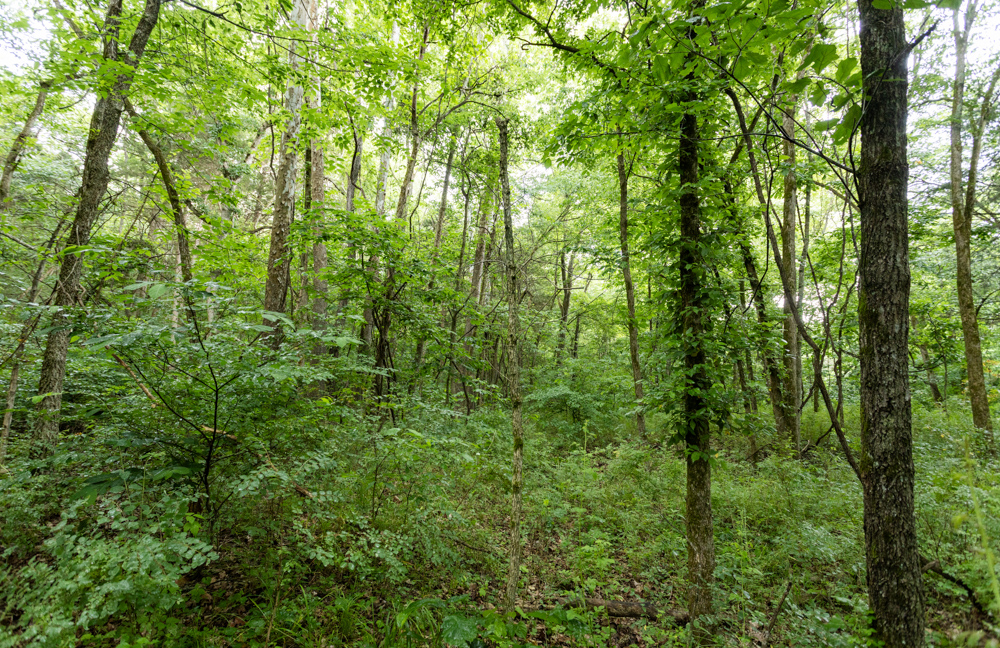 Webster 5 Midwest Land Group