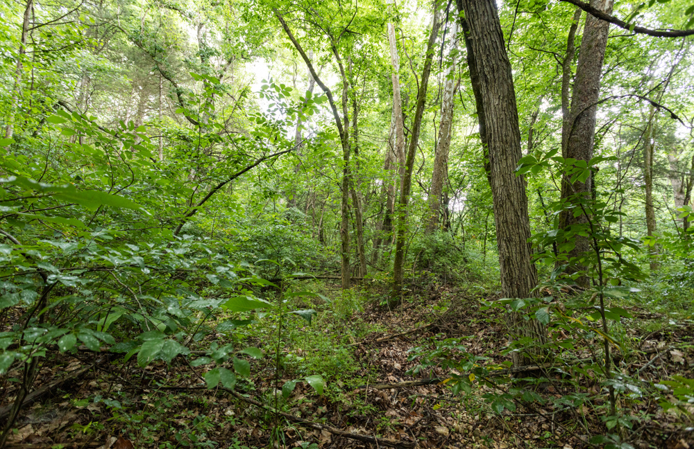 Webster 5 Midwest Land Group