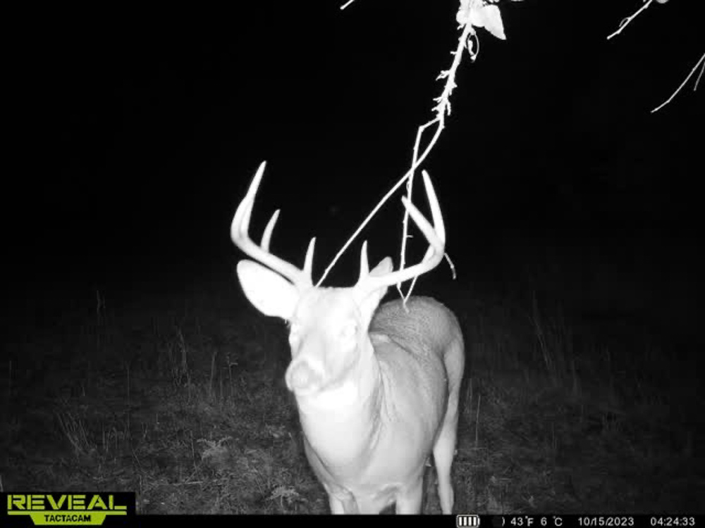 Ringgold 80 Midwest Land Group