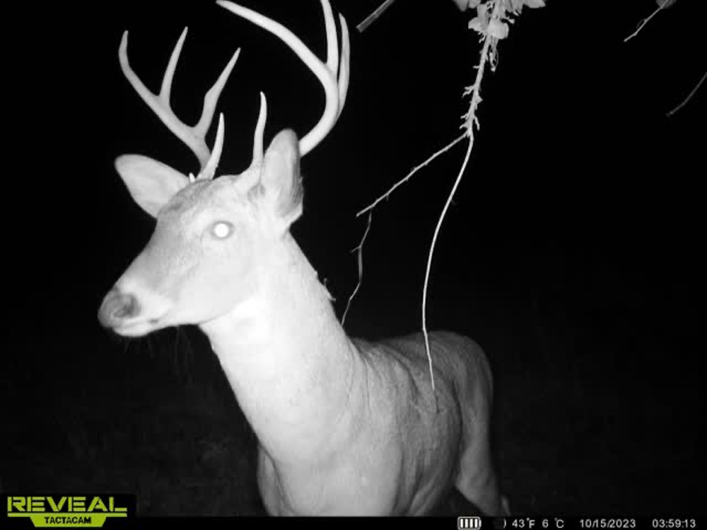 Ringgold 80 Midwest Land Group