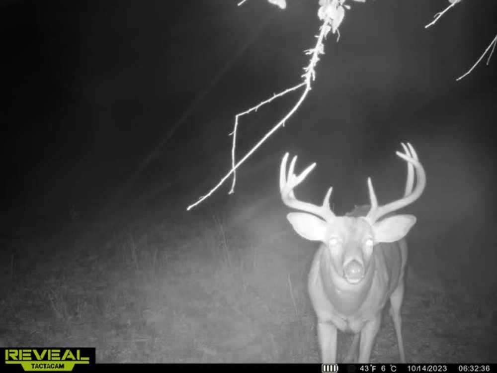 Ringgold 80 Midwest Land Group