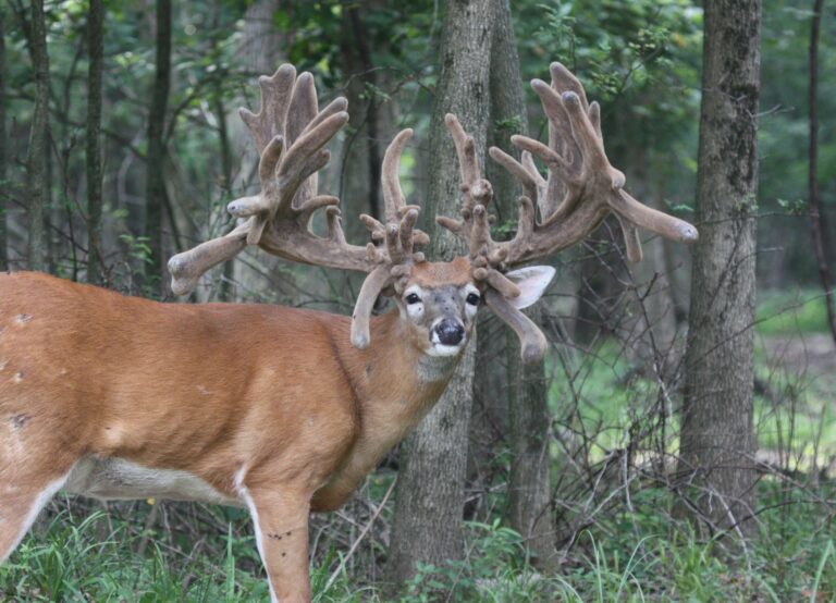 World Class Unlimited Deer Hunting and Lodge