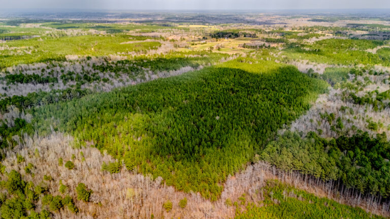 Prime Timber Tract Property - Excellent Investment Opportunity