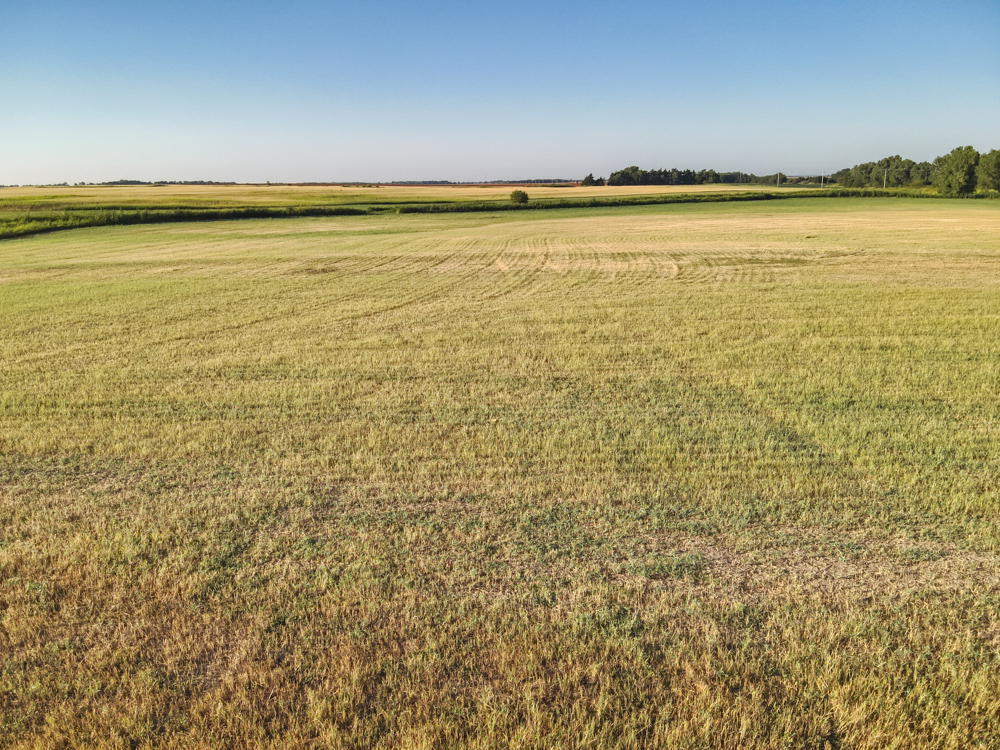 160 +/- Acres of Tillable Ground with Older Homestead and Loaded with Upland Birds