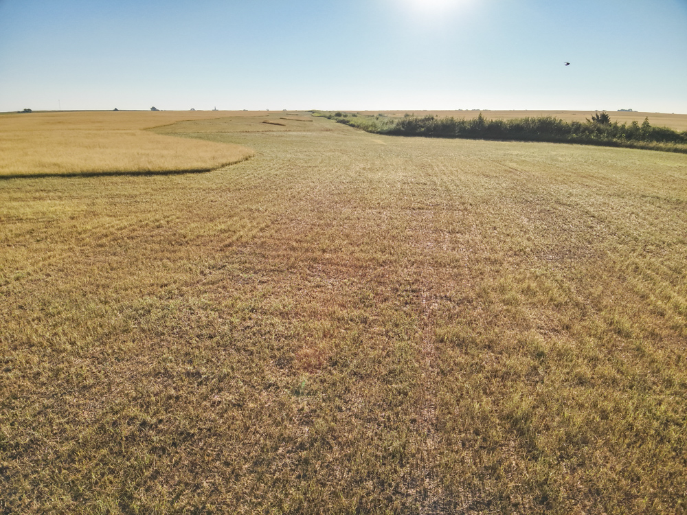 160 +/- Acres of Tillable Ground with Older Homestead and Loaded with Upland Birds