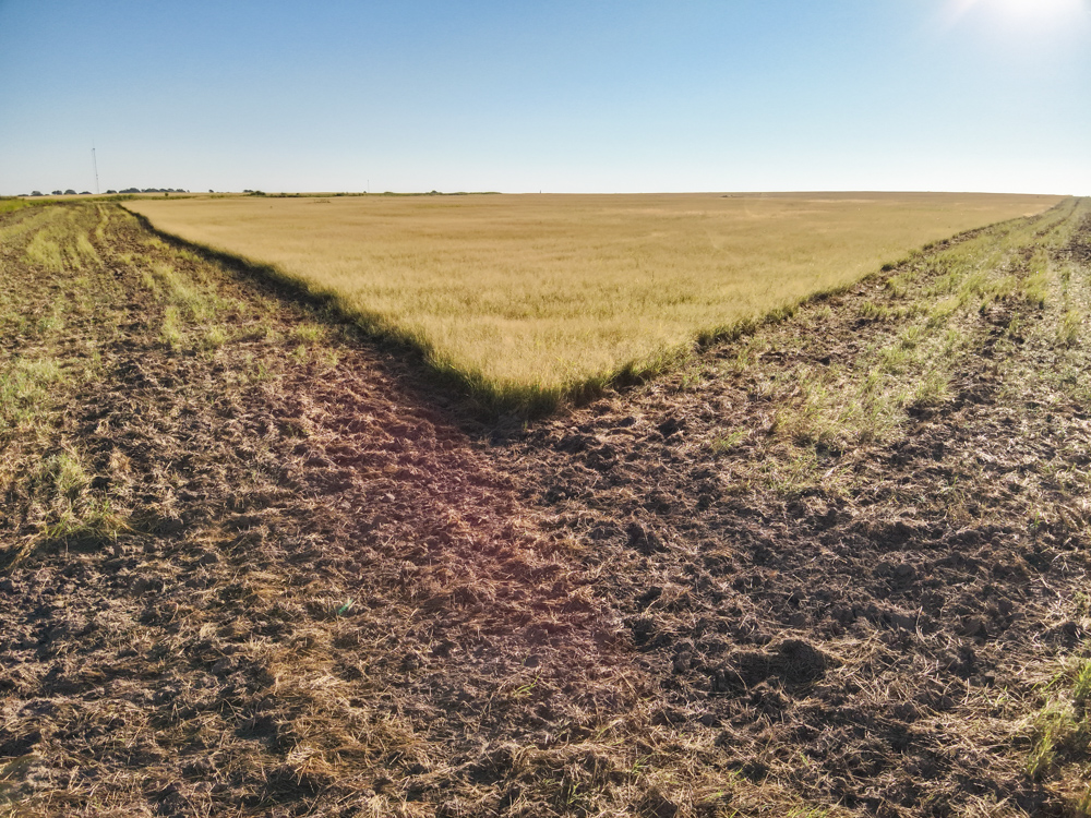 160 +/- Acres of Tillable Ground with Older Homestead and Loaded with Upland Birds