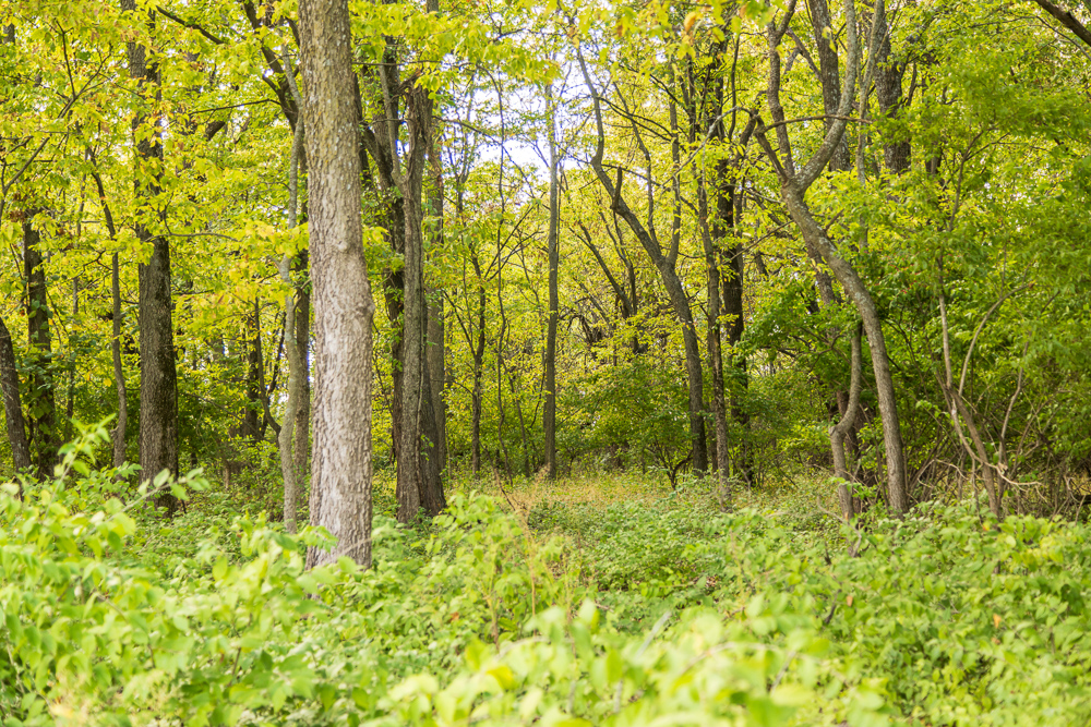 Premier Homesite Acreages in Ray-Pec Schools: Lot 1