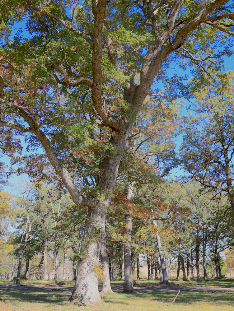 Camp Cade, A Developable Campground Opportunity in Northern Illinois