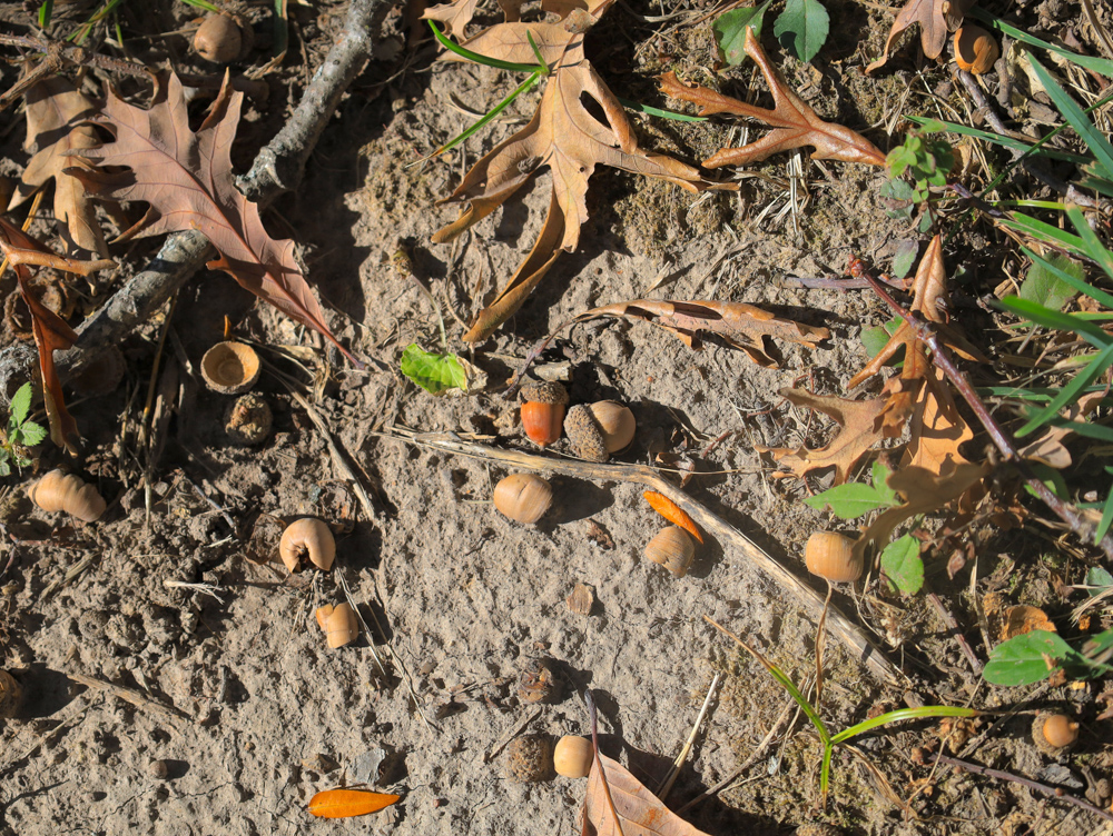 Camp Cade, A Developable Campground Opportunity in Northern Illinois