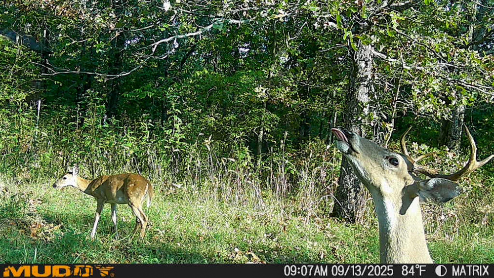 Endless Possibilities on 42 Acres - Perfect for Hunting or Homesteading
