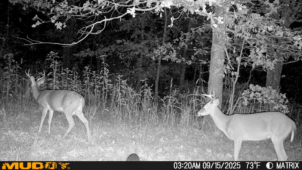 Endless Possibilities on 42 Acres - Perfect for Hunting or Homesteading
