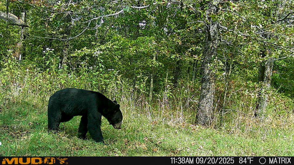 Endless Possibilities on 42 Acres - Perfect for Hunting or Homesteading