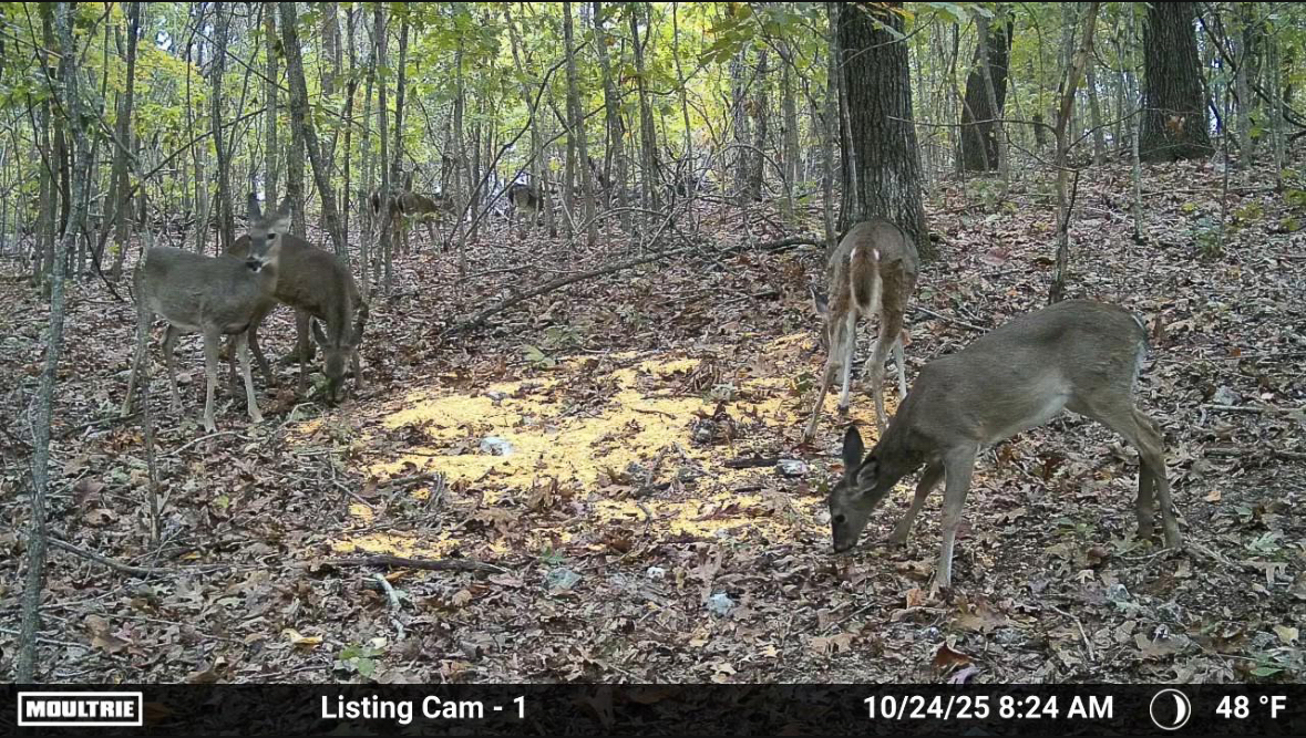 86 Acres of Recreation in the Ozarks