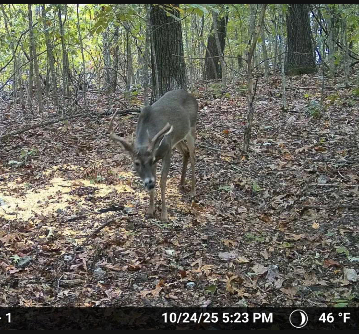 86 Acres of Recreation in the Ozarks