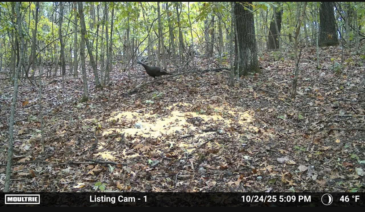 86 Acres of Recreation in the Ozarks