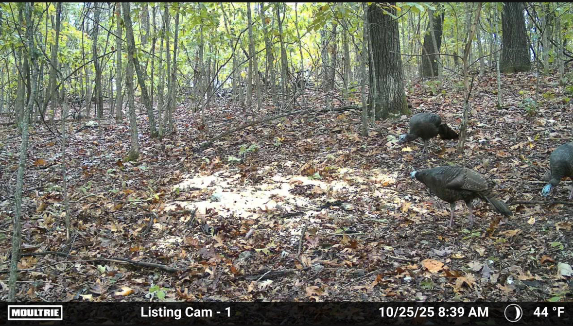 86 Acres of Recreation in the Ozarks