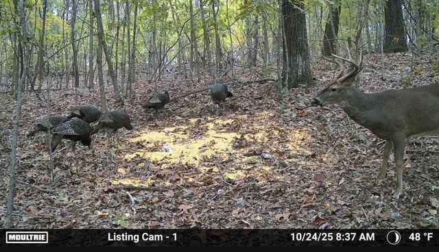 86 Acres of Recreation in the Ozarks