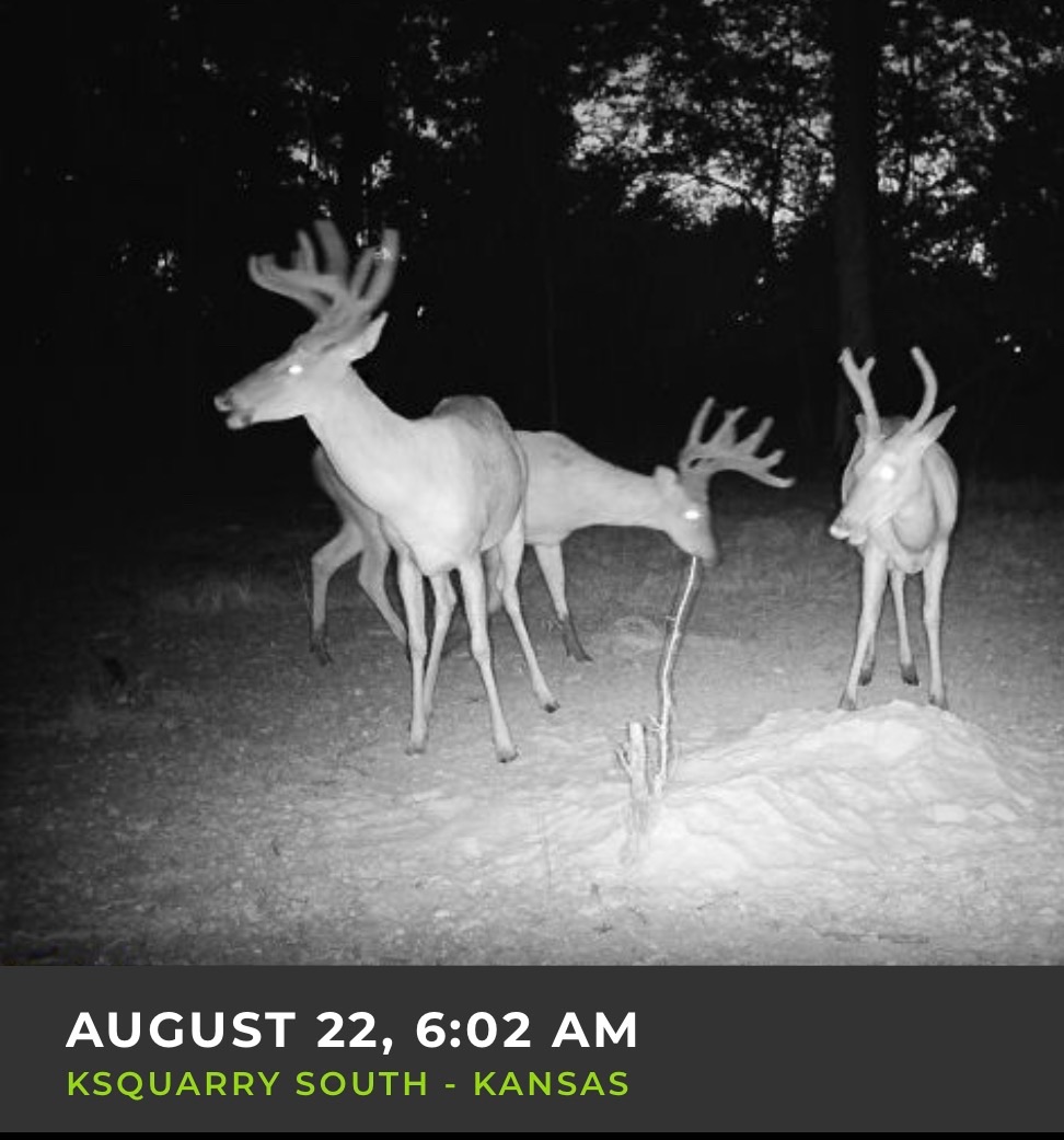 Big Bucks, Big Timber, and Big Income