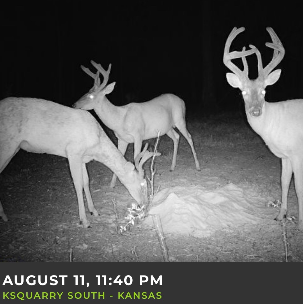 Big Bucks, Big Timber, and Big Income