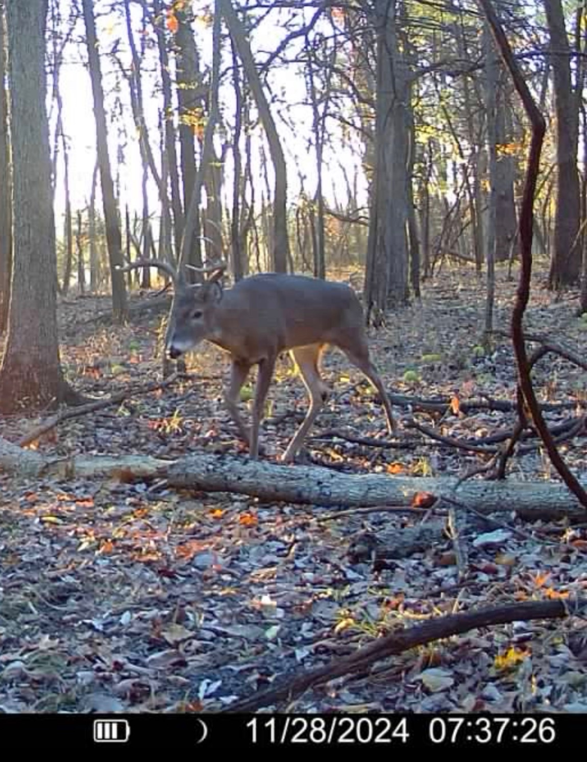 Big Bucks, Big Timber, and Big Income