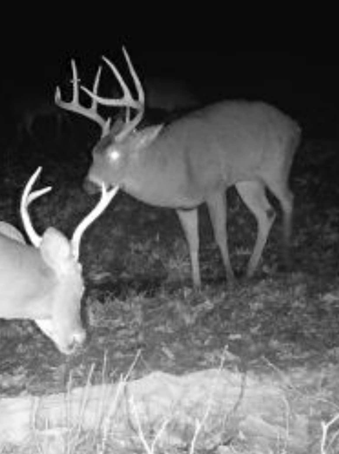Big Bucks, Big Timber, and Big Income