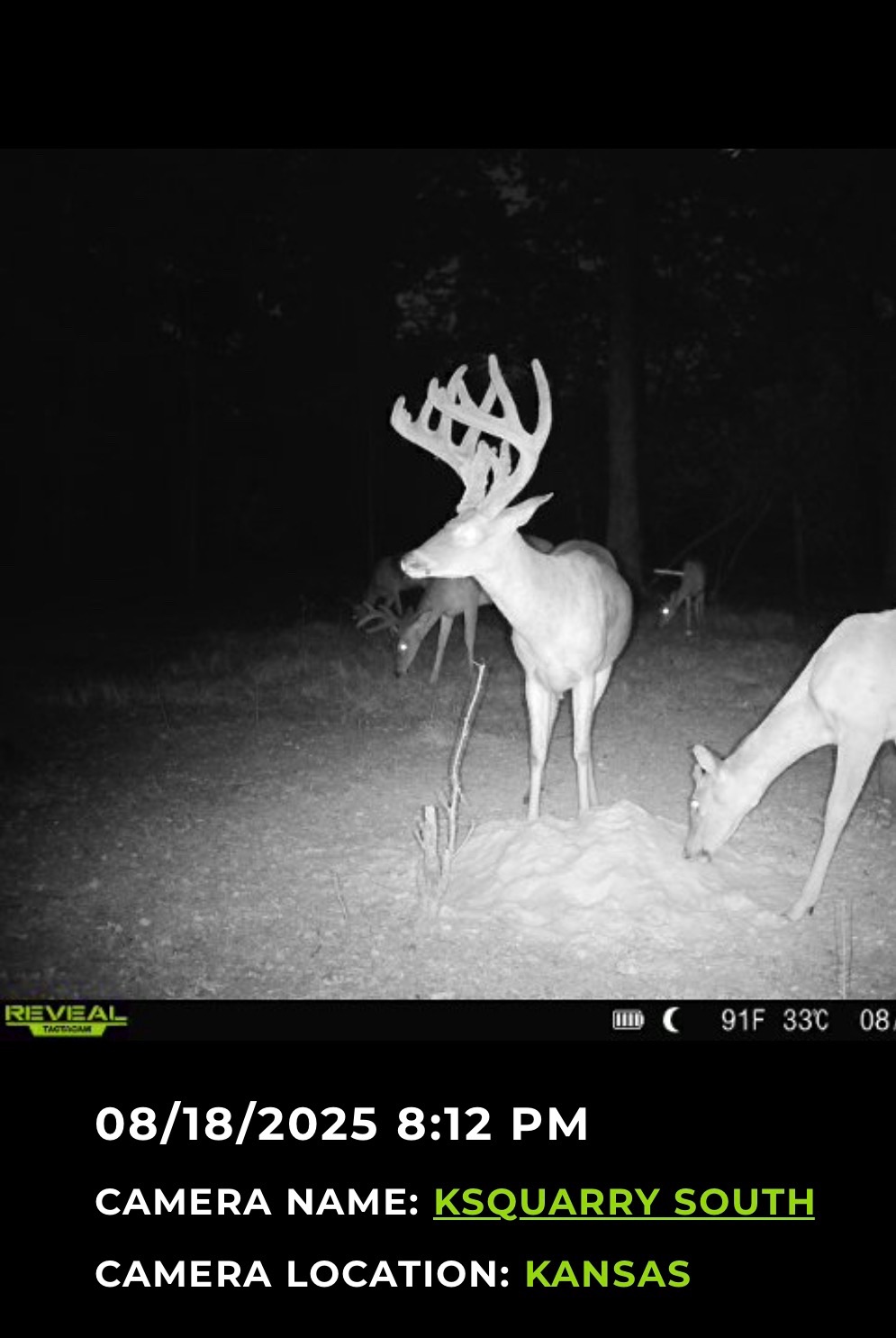 Big Bucks, Big Timber, and Big Income