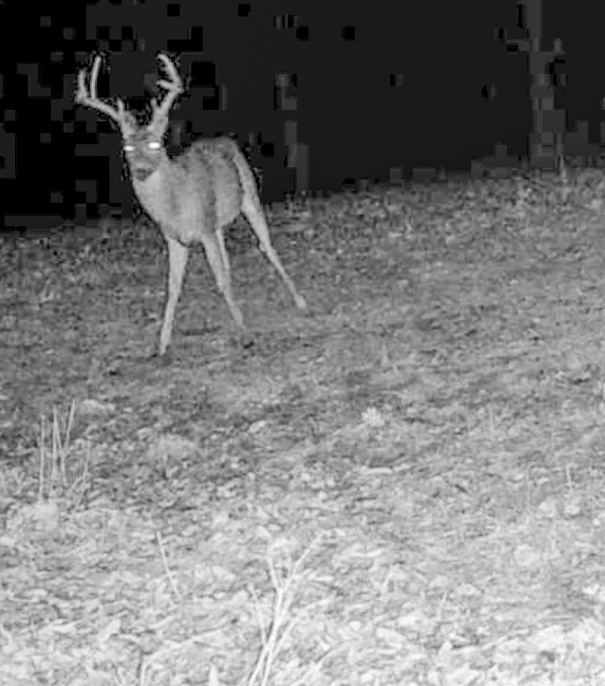 Premier Build Sites and Trophy Deer Habitat Near Carthage