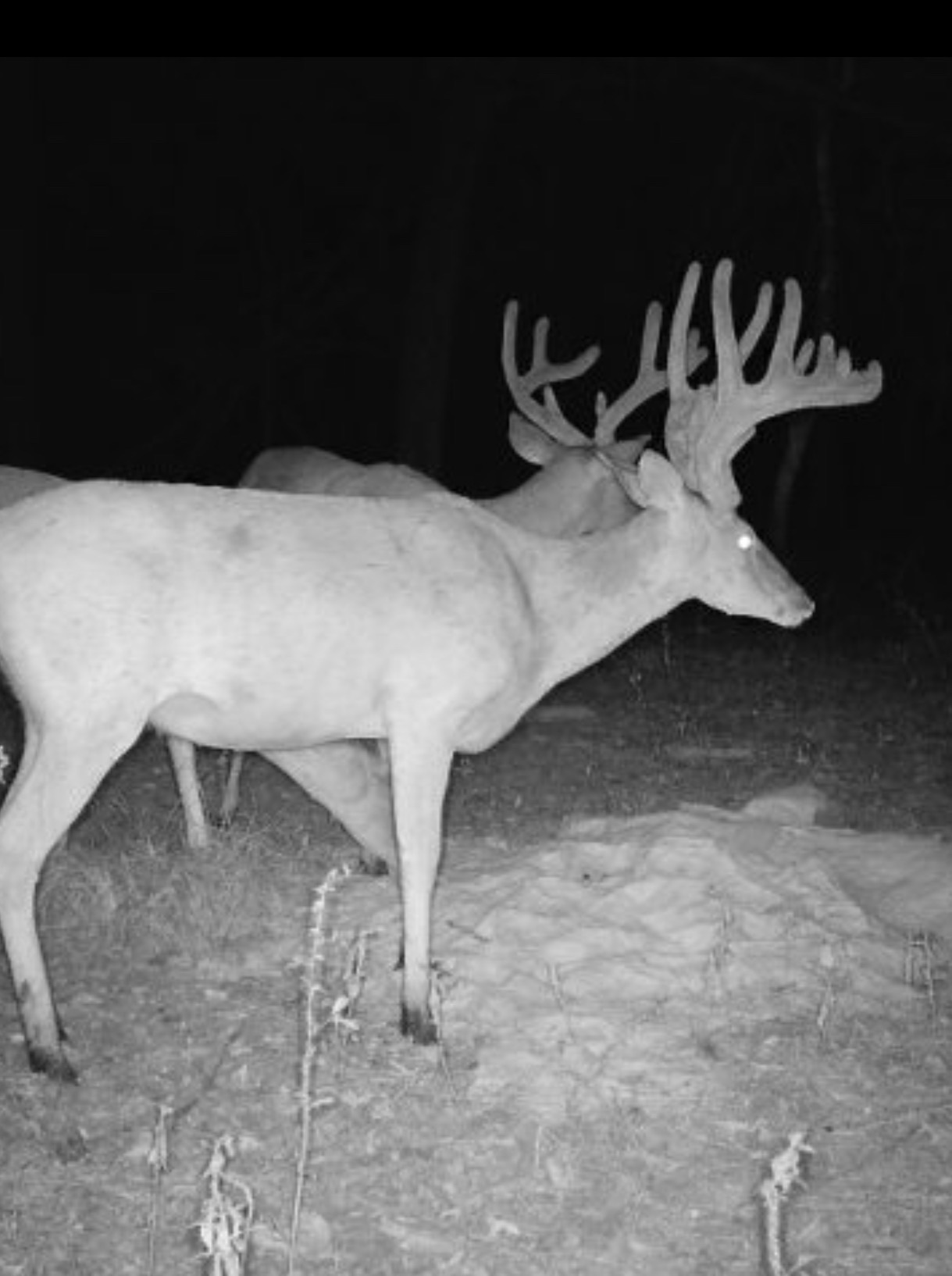 Big Bucks, Big Timber, and Big Income