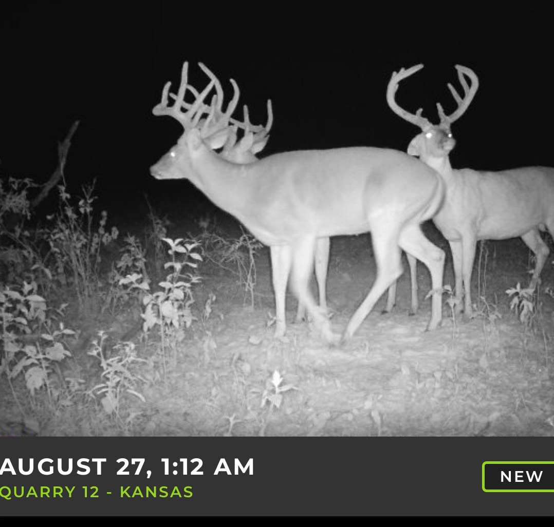 Big Bucks, Big Timber, and Big Income