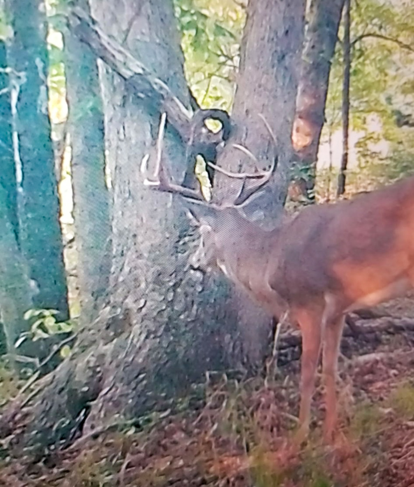 Premier Build Sites and Trophy Deer Habitat Near Carthage