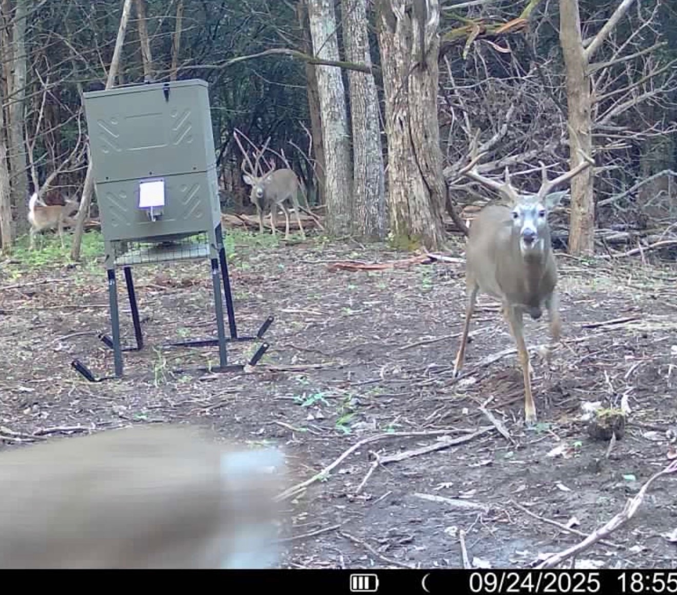 Big Bucks, Big Timber, and Big Income