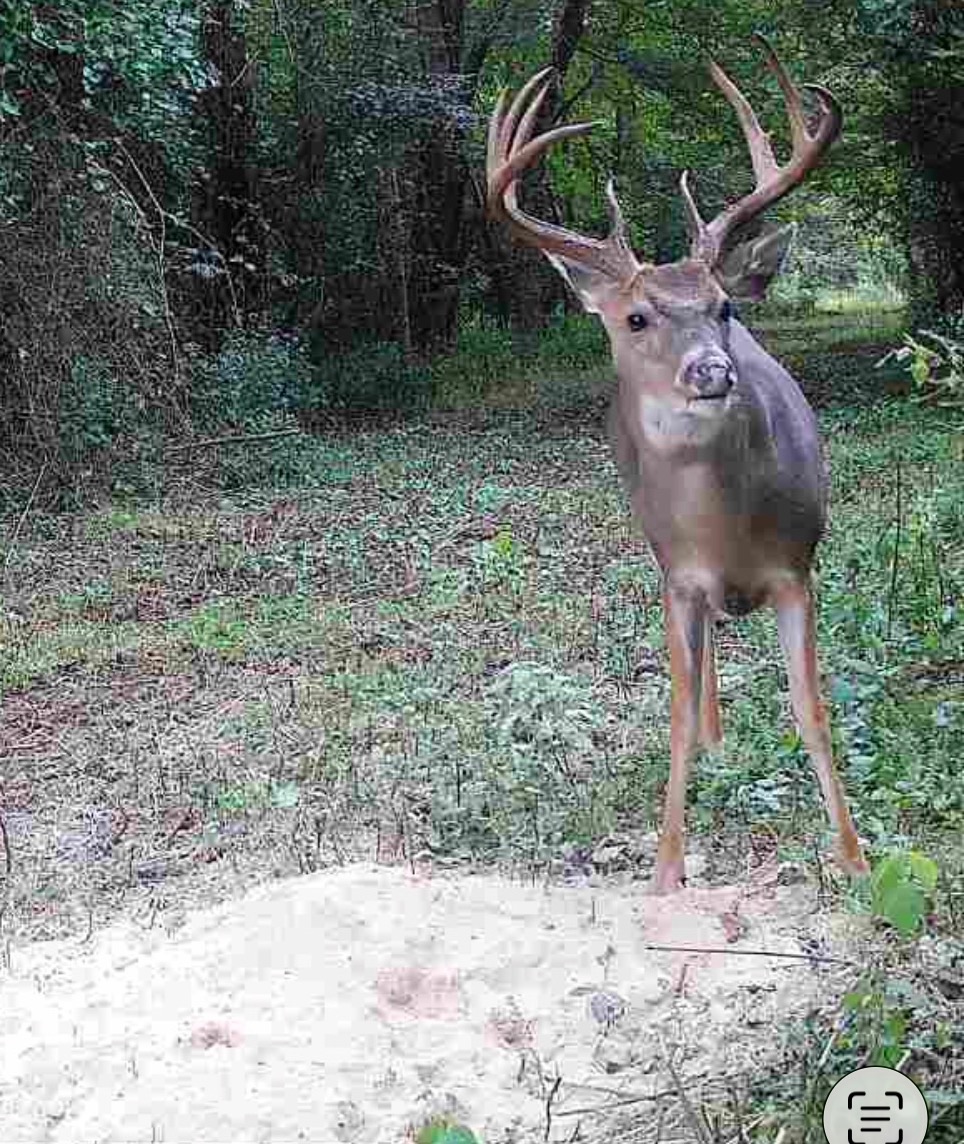 Big Bucks, Big Timber, and Big Income