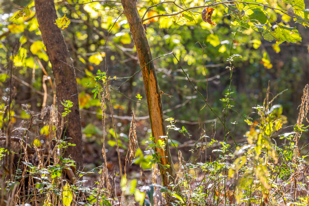 Turn-Key 160 Acres with Hurricane Creek, Timbered Ridges, and Pastureland