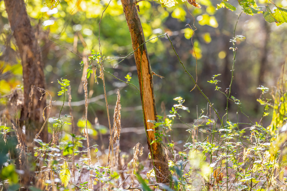 Turn-Key 160 Acres with Hurricane Creek, Timbered Ridges, and Pastureland