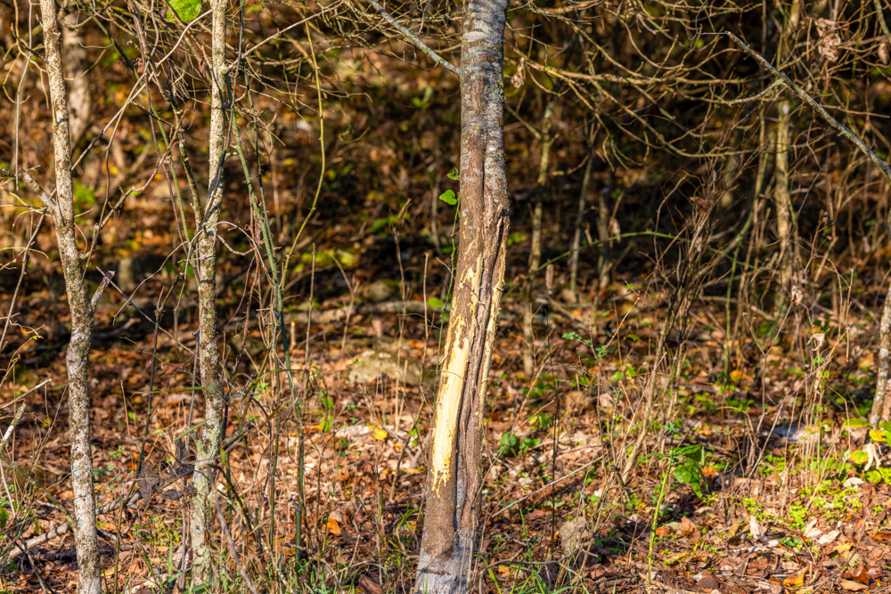 Turn-Key 160 Acres with Hurricane Creek, Timbered Ridges, and Pastureland