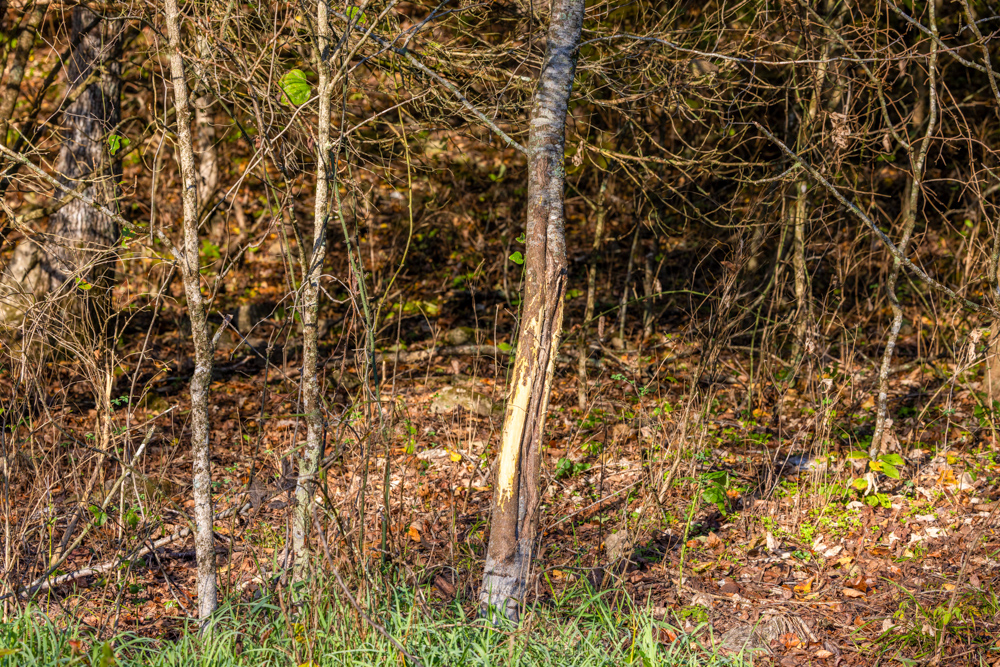 Turn-Key 160 Acres with Hurricane Creek, Timbered Ridges, and Pastureland