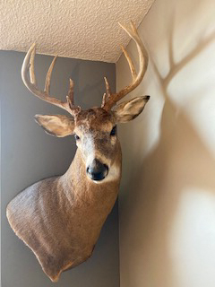 Hunting Paradise with Income