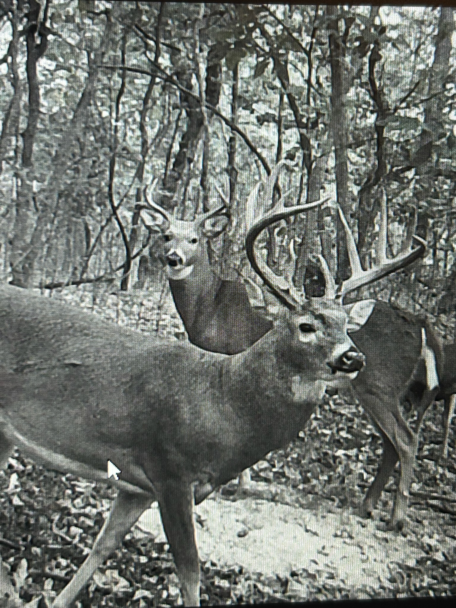 Big Bucks, Big Timber, and Big Income