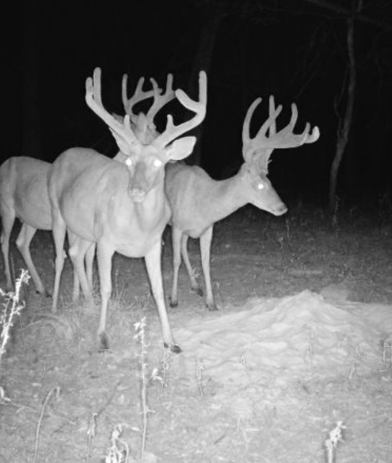 Big Bucks, Big Timber, and Big Income