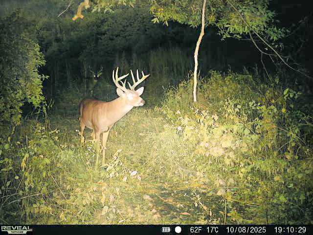 Hunting Paradise with Income