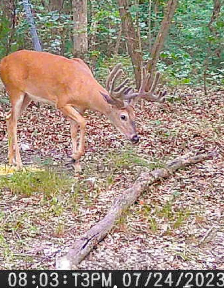 Premier Build Sites and Trophy Deer Habitat Near Carthage