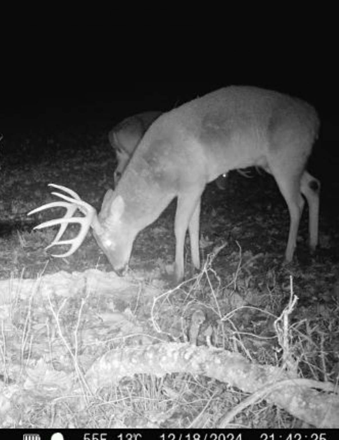 Big Bucks, Big Timber, and Big Income