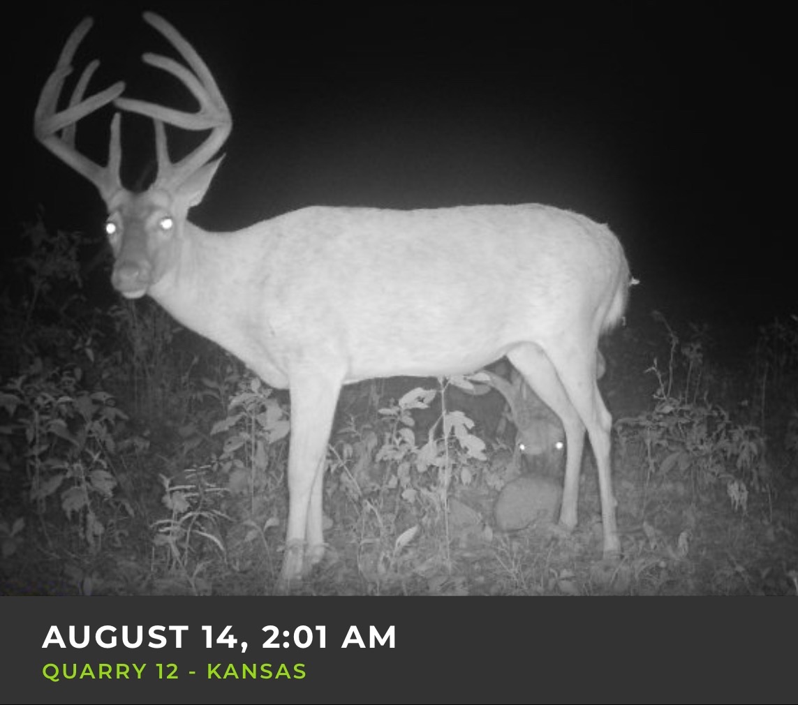 Big Bucks, Big Timber, and Big Income