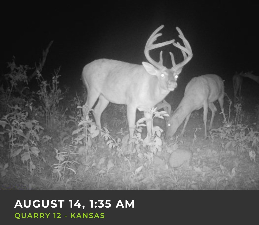 Big Bucks, Big Timber, and Big Income