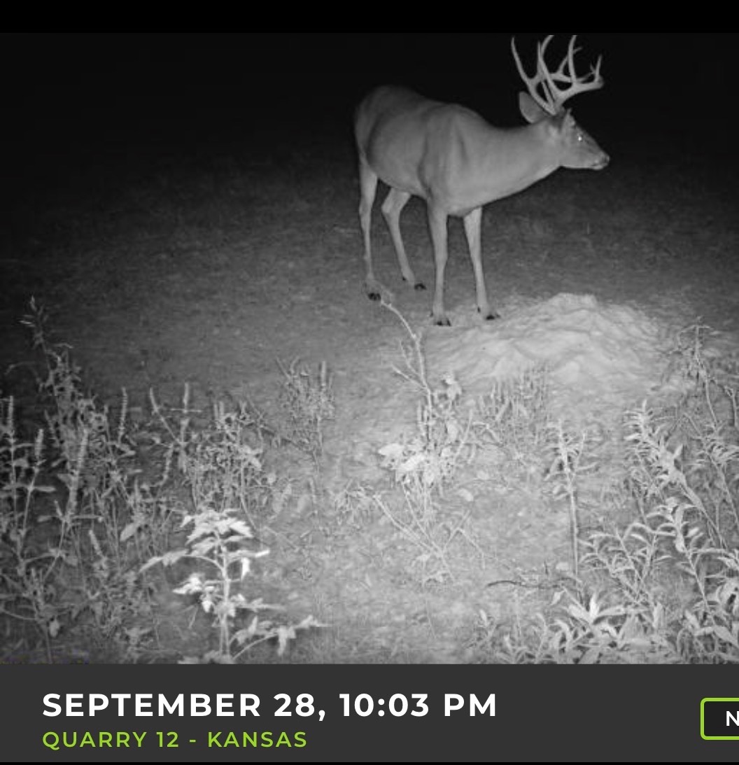 Big Bucks, Big Timber, and Big Income