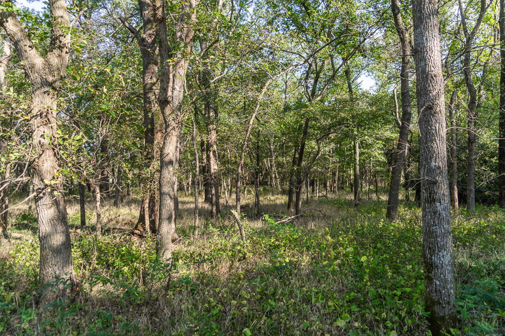 327 +/- Acres with Bird Creek Frontage in Osage County
