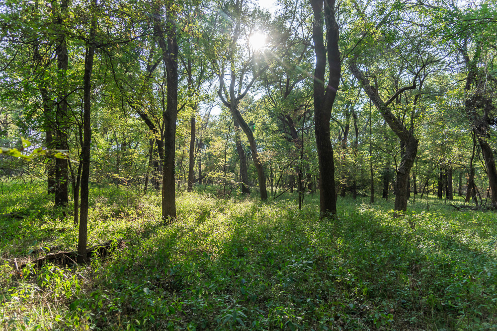 327 +/- Acres with Bird Creek Frontage in Osage County
