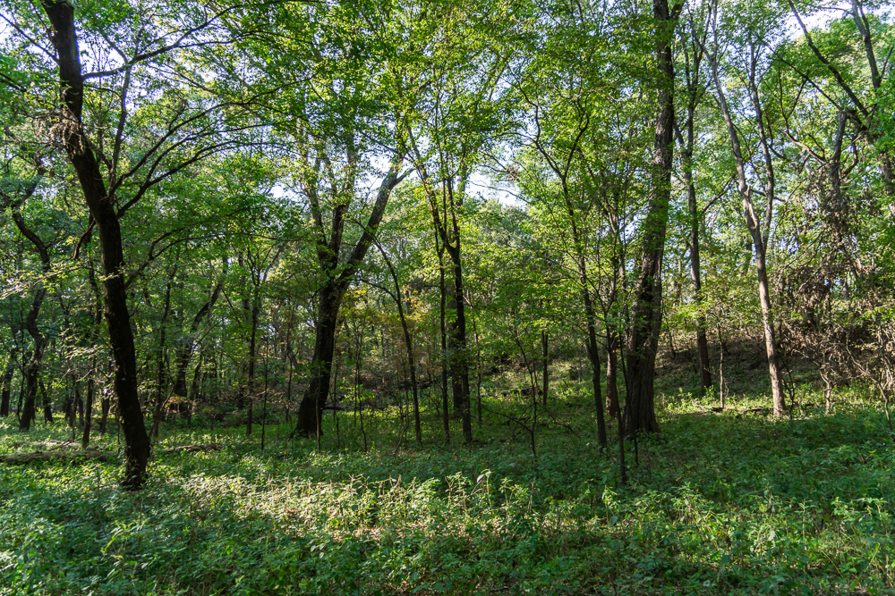 327 +/- Acres with Bird Creek Frontage in Osage County
